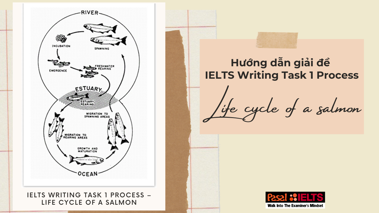 /upload/images/Hướng dẫn giải đề IELTS Writing Task 1 Process – Life cycle of a salmon và bài mẫu12.png